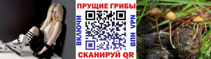 Галлюциногенные грибы мицелий  дарнет шоп  Сорочинск 